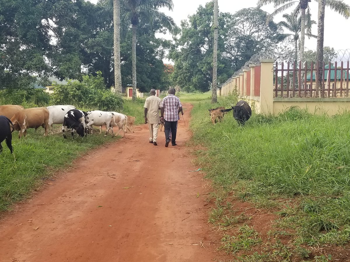 Howard Straub (@robotgrazier) on Twitter photo Those are Full Size Maturo beef cattle here at UNN. At least they are heat tolerant and tick resistant! #MSUKBS #grazing Those are Full Size Maturo beef cattle here at UNN. At least they are heat tolerant and tick resistant! #MSUKBS #grazing