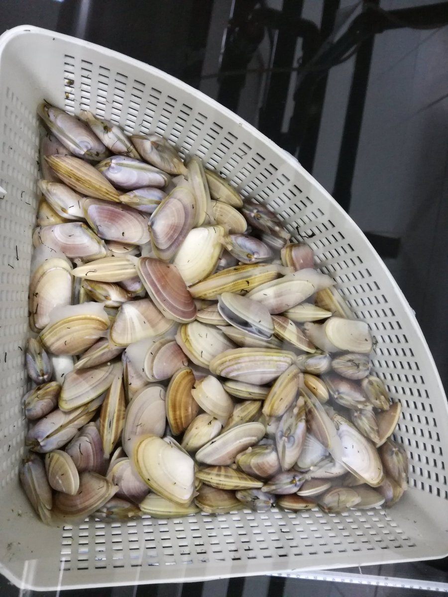 Hace unos días en el CIMA de Ribadeo aprendiendo sobre el cultivo de moluscos, importante recurso para las rías gallegas. #Acuicultura #moluscos #Galicia