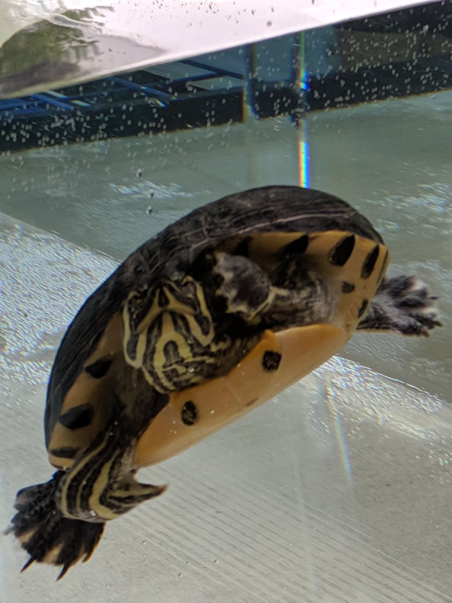 She's here!!   🐢 #BearTavernPride