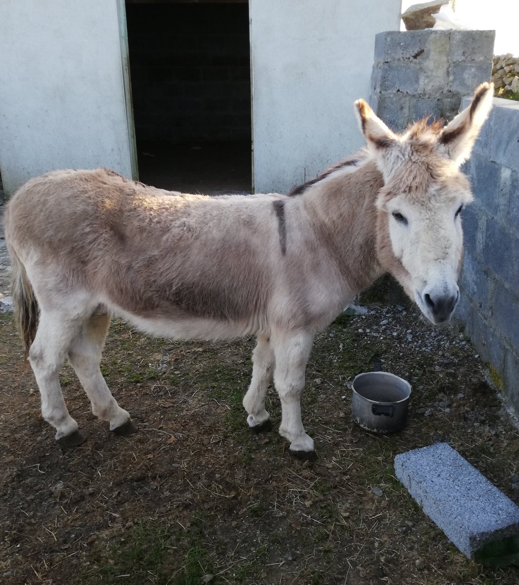 M'asal Láichín 💗

#DonkeyWeek