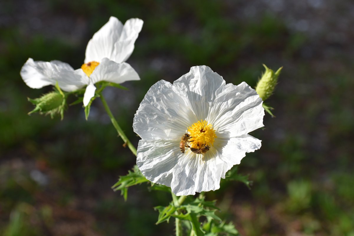 lakegov's tweet photo. "Almost every person, from childhood, has been touched by the untamed beauty of wildflowers." 🌼 Lady Bird Johnson
📌Don’t forget we have an exploration hike at Ferndale Preserve in Minneola tomorrow at 8 a.m.
#ThisIsLakeCounty #RealFloridaRealClose #LakeCountyFL https://t.co/DwMIDLiyE8