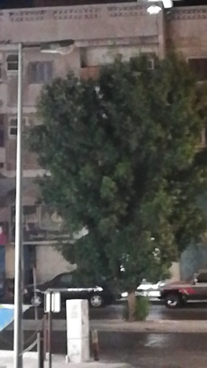I make a very big tree
#onetreechallegn