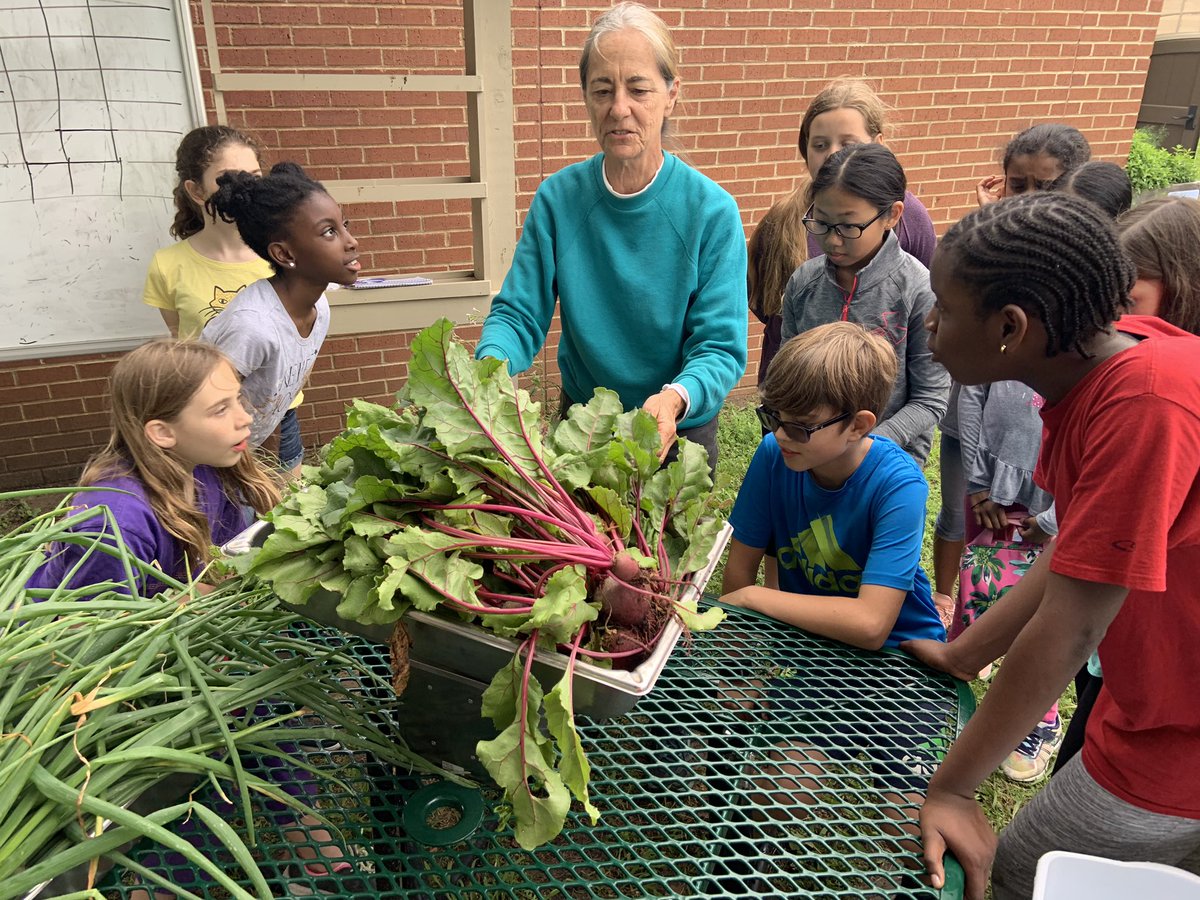 MissPeccarelli's tweet photo. #tce5th harvested 5 lbs of radishes today! #TCETexans https://t.co/EnbHEoYmDx