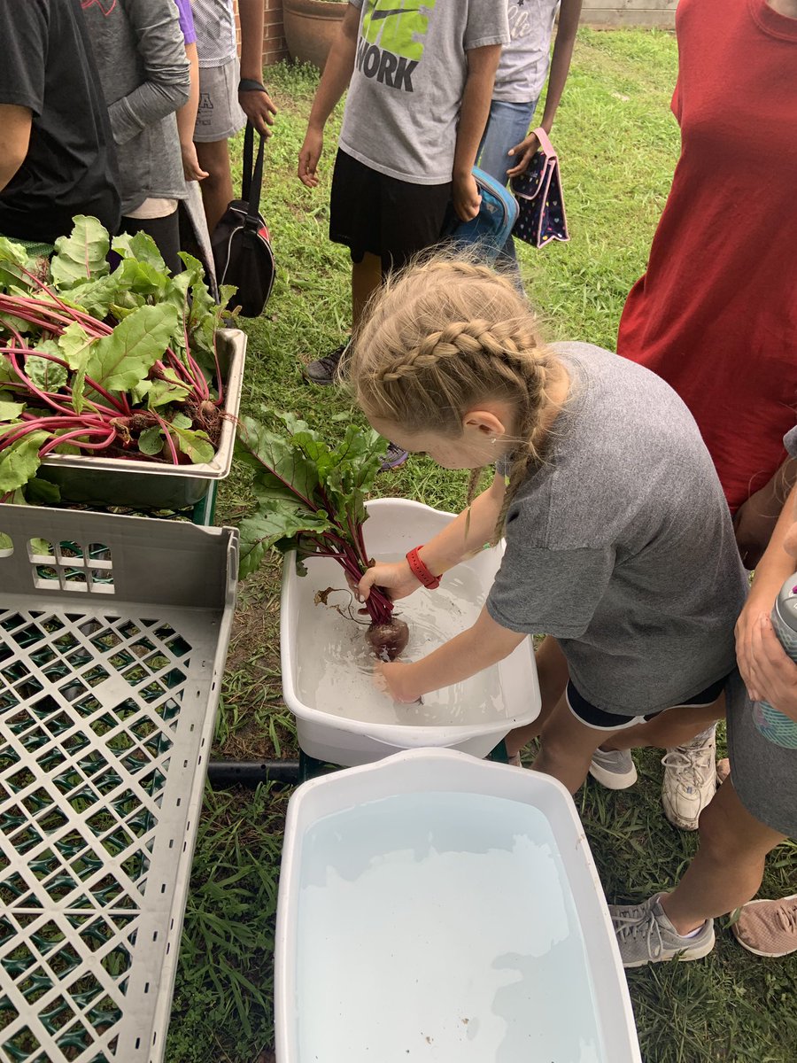 MissPeccarelli's tweet photo. #tce5th harvested 5 lbs of radishes today! #TCETexans https://t.co/EnbHEoYmDx