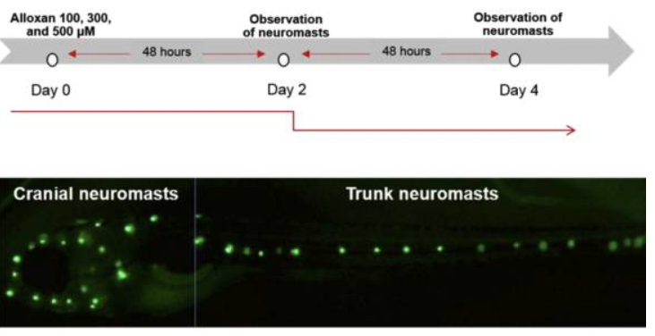 A recent customer publication shows that a zebrafish diabetes model is improved by treatment with Red Ginseng (RG).
"Panax ginseng repairs diabetic sensorineural damage through promotion of the nerve growth factor pathway in diabetic zebrafish" ncbi.nlm.nih.gov/pmc/articles/P…