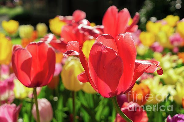 New artwork for sale! - 'Tulip's Sunshine' - fineartamerica.com/featured/tulip… @fineartamerica