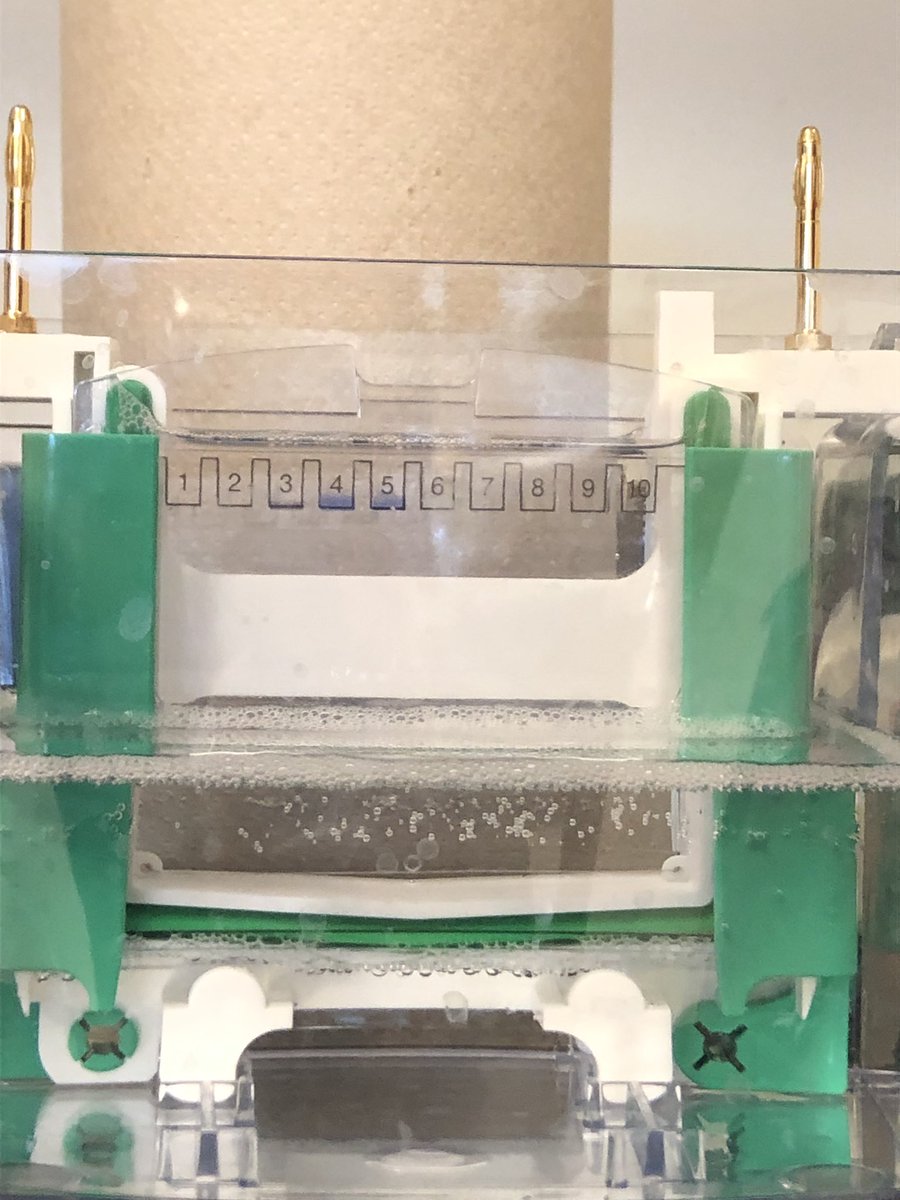 ErinPalese's tweet photo. AP Bio- Proteomics lab turned about great! @SKochPR @PRMathKath https://t.co/JrAtaw9KKA