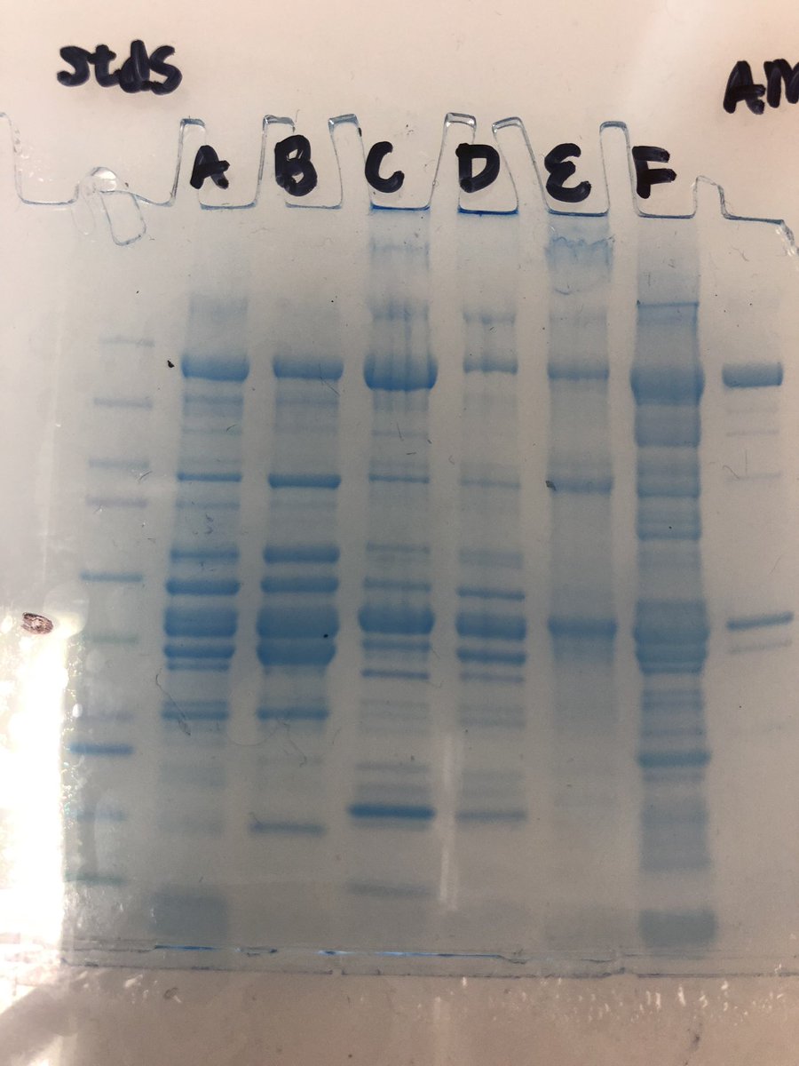 ErinPalese's tweet photo. AP Bio- Proteomics lab turned about great! @SKochPR @PRMathKath https://t.co/JrAtaw9KKA