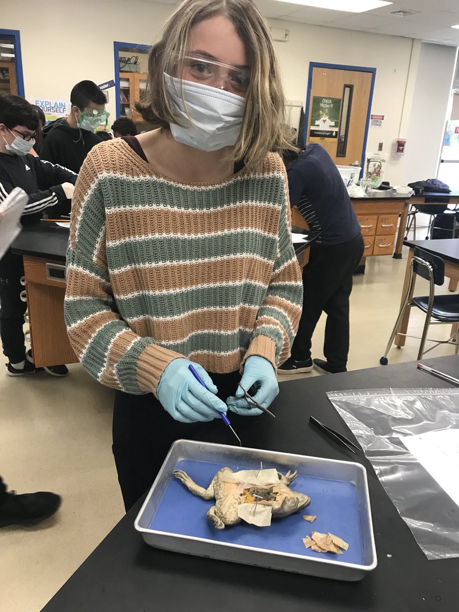MsProctorMath's tweet image. I took a swing by Ms. Goodliffe’s #7Science lab today to get in on some of the frog dissecting fun! #EHS