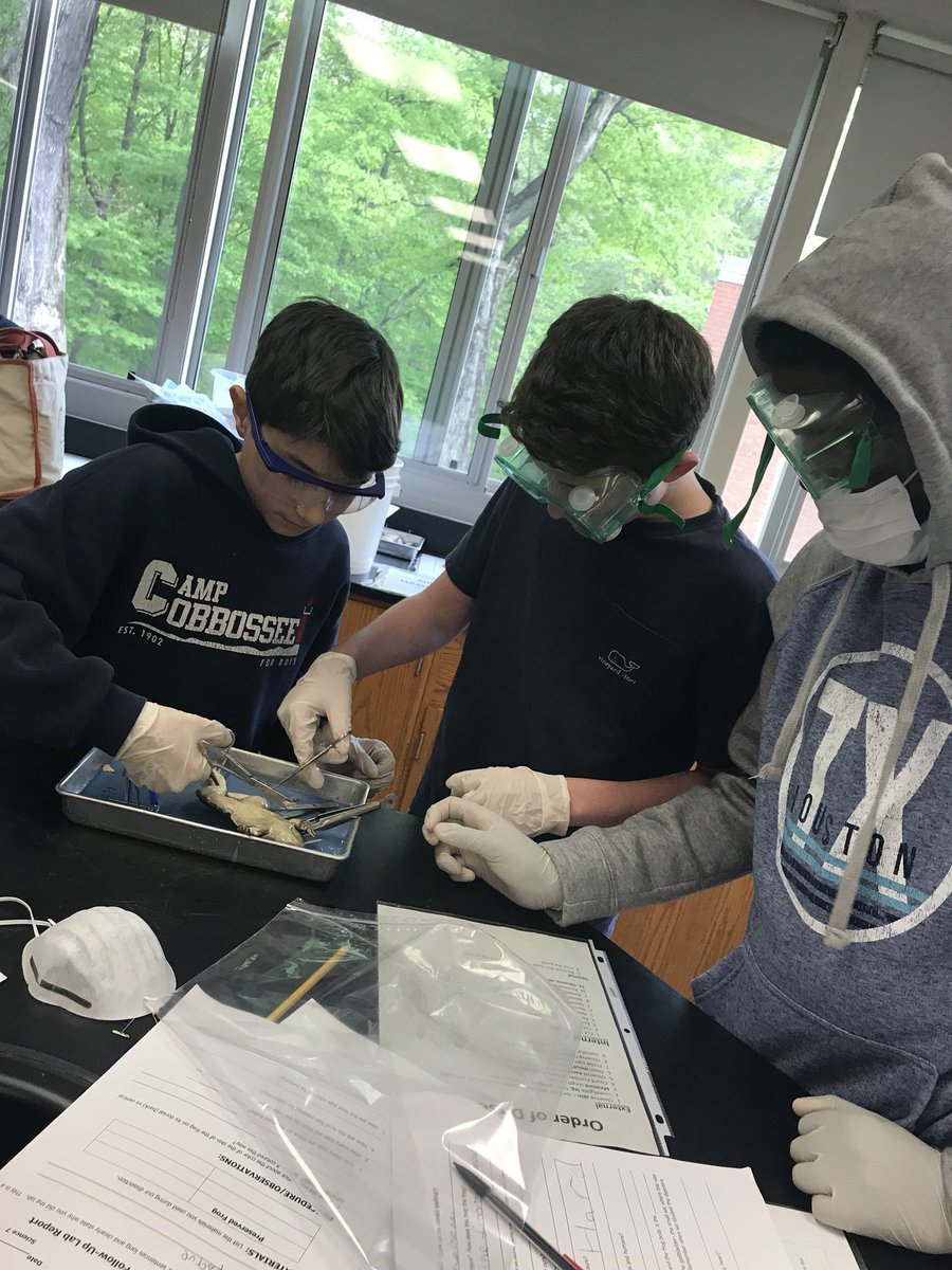 MsProctorMath's tweet image. I took a swing by Ms. Goodliffe’s #7Science lab today to get in on some of the frog dissecting fun! #EHS