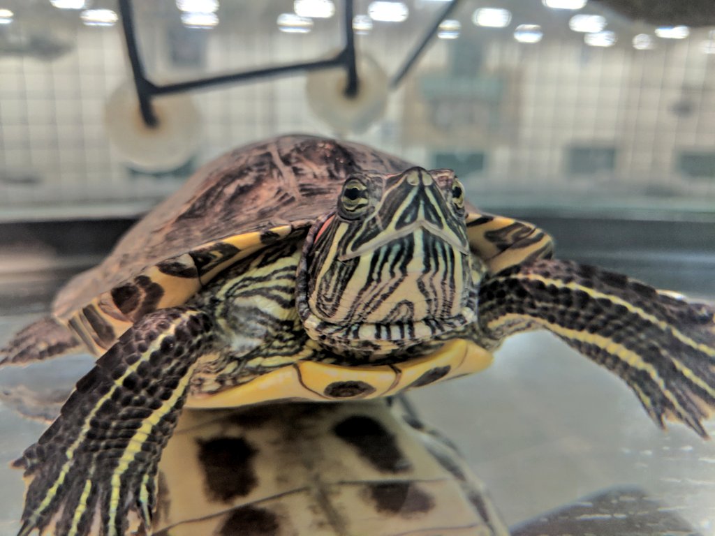 PCHSPhysEd's tweet photo. We are proud to introduce Mario, the newest member of the PE Department. He has the best seat to watch the Pacer test, Pickleball, and all the other fun activities that go on in the field house. Feel free to stop by the PE Office and say hello! https://t.co/CYzlYKMZNC
