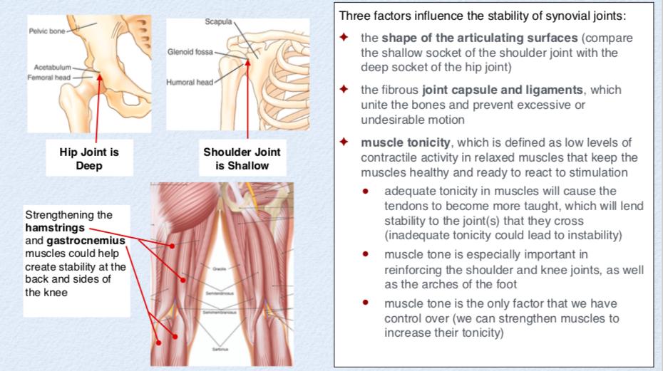 AnatomyStudies's tweet photo. The Stablity of Synovial Joints
#FAA2019 #functionalanatomyacademy #functionalanatomy #anatomystudies #anatomyforyogateachers #asfyt2019 #teachtolearn #learntoteach #yogaishappiness #yogateacher #asfyt #yogaanatomy #joints #synovialjoints #muscletone https://t.co/MkB00RQTei