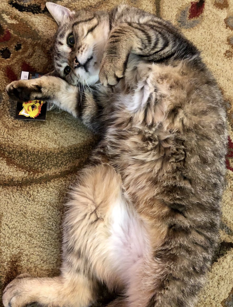 Gavin was adoption #95 at <a href="/KarmaKatCafe/">KarmaKat Cafè</a> yesterday! He sure loves his #stonedkittycatnip!