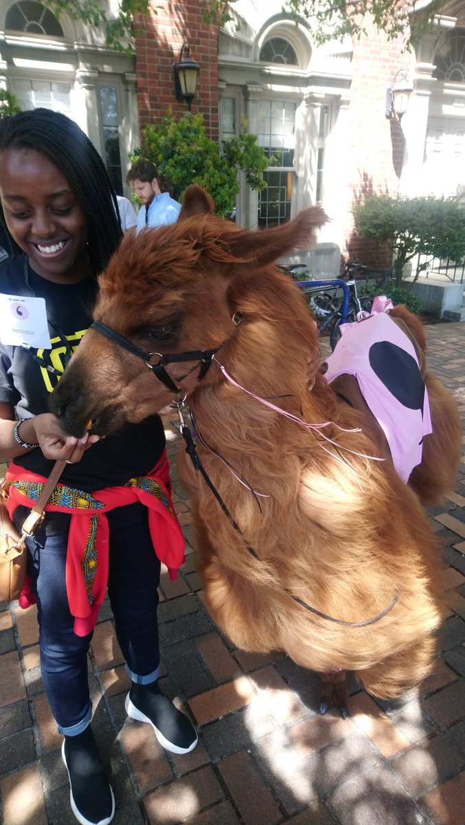 soila_kenya's tweet image. Idk about y&apos;all but I&apos;ve never been to a conference with a Llama 😂. I present to you the #csvconf #commallama 🐐