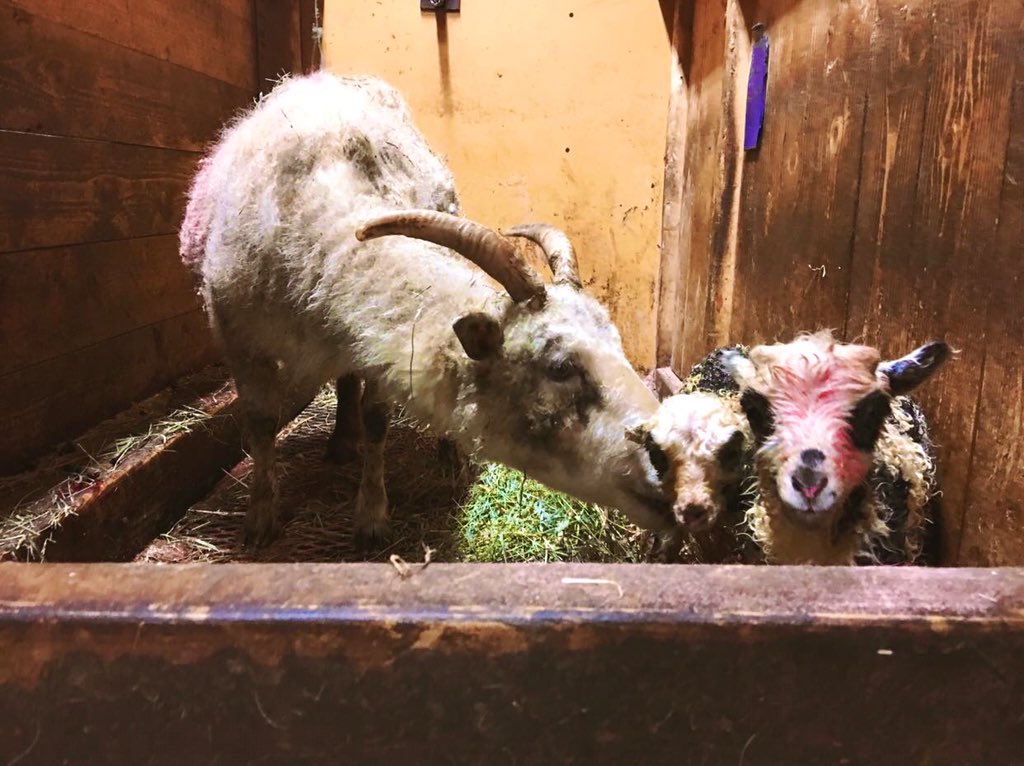 Gode, gamle #Kvithild på 12 år (!) fikk lam i dag😍 Et søylam og et værlam. Hva skal de hete? Du må komme å hilse på henne du og <a href="/OBollestad/">Olaug Bollestad</a>, hun ble fort veldig glad i forgjengeren din <a href="/jongdale/">Jon Georg Dale</a> 😄