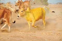 Ver imagen en Twitter