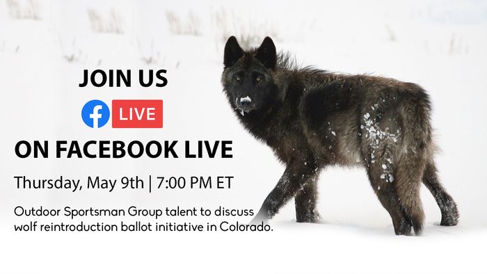 Join us TONIGHT at 7pm EST on <a href="/OUTDChannel/">Outdoor Channel</a> FB LIVE for a roundtable discussion with <a href="/FredEichler/">Fred Eichler</a> <a href="/ElkcallerWilli/">Willi schmidt</a> <a href="/skullboundtv/">Jana Waller Bair</a> and Skip Knowles as they speak about wolf reintroduction in Colorado. 

#IAMSPORTSMAN #hunting #outdoors #wolfs #conservation #landmanagement