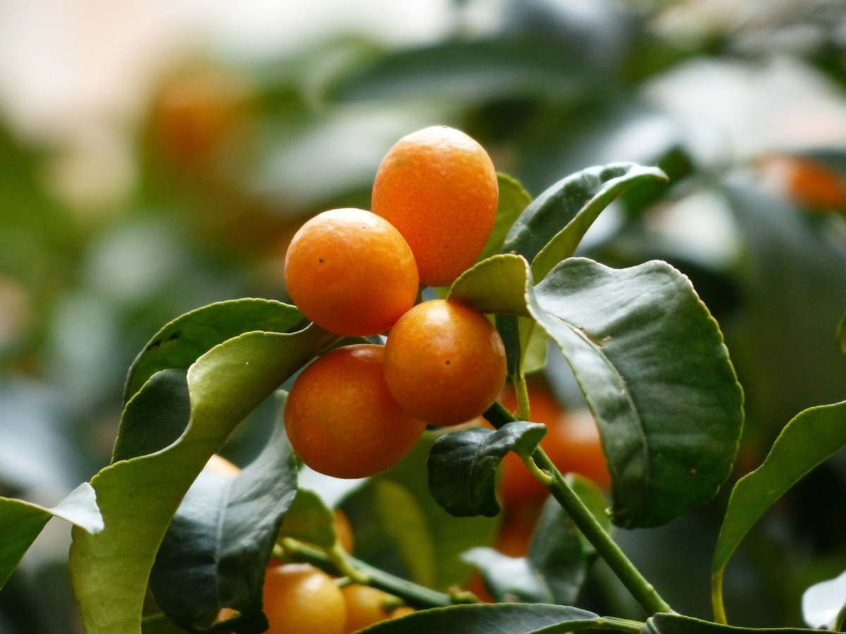 MforHealth's tweet image. More spring produce fun: Citrus fruits like grapefruit, lemons, and kumquats, contain high levels of vitamin C. Incorporate them into smoothies, salads, or find a recipe that includes them as a way to boost flavor. (and kumquats are just cute, right?)