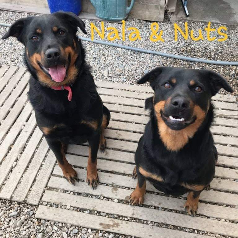 RefugeAgir's tweet photo. #adoption ensemble dpt 31 ou limitrophes
Nala & Nuts ♀️ X Rottweiler nées le 01.05.17. Ces soeurs ont tjrs vécu ensemble & st très complices.
ℹ220€ pour l une, don libre pour l autre ac id, primo vaccin & stérilisation.
#adoptiondouble #àdeuxcestmieux #adoptdontshop https://t.co/6SWKHSheZV