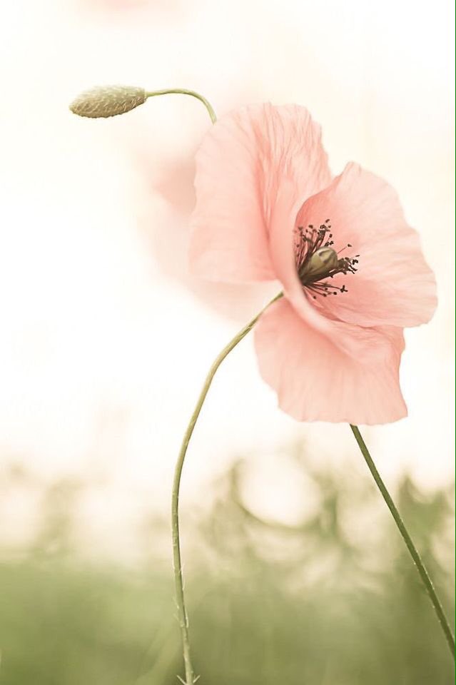 WorldMusics1's tweet photo. #nature #flowers #beautiful https://t.co/H59yUCEzO6