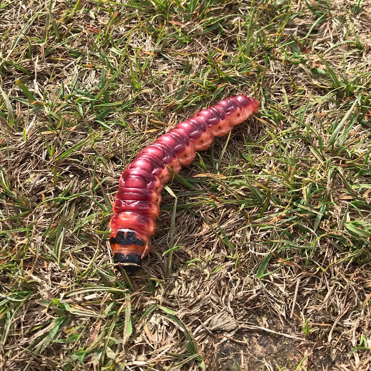 PascalBoorsma's tweet photo. Deze mooie grote rups van ongeveer 7 cm kwam ik vanmiddag tegen in de duinen. #wilgenhoutrups #cossuscossus #hollum #ameland https://t.co/Pntb28Sjd2