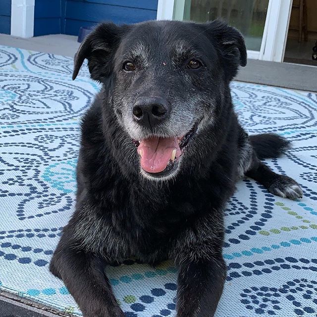 GpPodcast's tweet photo. My happy boy! https://t.co/taPk79dO5U https://t.co/jMMy9mKxVy