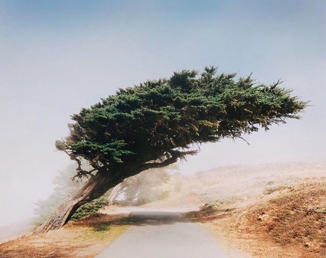 trendymood's tweet photo. Lutter contre les éléments. 🌬🌳
.
📸 @dantom
.
.
.
#allnatureshots #welivetoexplore #unlimitedplanet #natureaddict #naturegeography #natureonly #naturephoto #naturelover #naturesbeauty #nature_perfection #nature_obsession #artofvisuals #agameoftones #finditliveit #exploretocre… https://t.co/657vYx2Slz