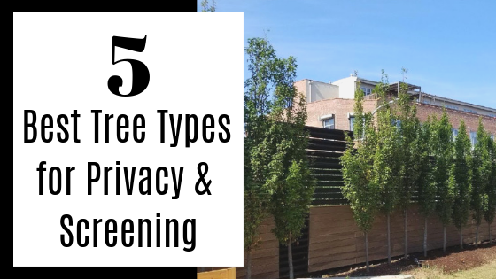 iTreesChicago's tweet image. Not sure where to begin when selecting privacy &amp;amp; screening trees? Here are our top 5 picks → itrees.com/blog/5-best-tr…
.
#trees #privacytrees #plantmoretrees #itrees #itreeschicago #treesrock #treesplanted #treesdelivered #retailtrees