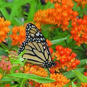 Got Milkweed? We have packets of 3 native species available for spring planting. #milkweed #Monarchs #pollinators #butterflies #nativeplants