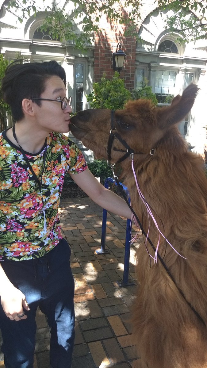 bubblbu_'s tweet image. don&apos;t like posting non-weird photos myself... but will make an exception for @RojoTheLlama #commallama #csvconf