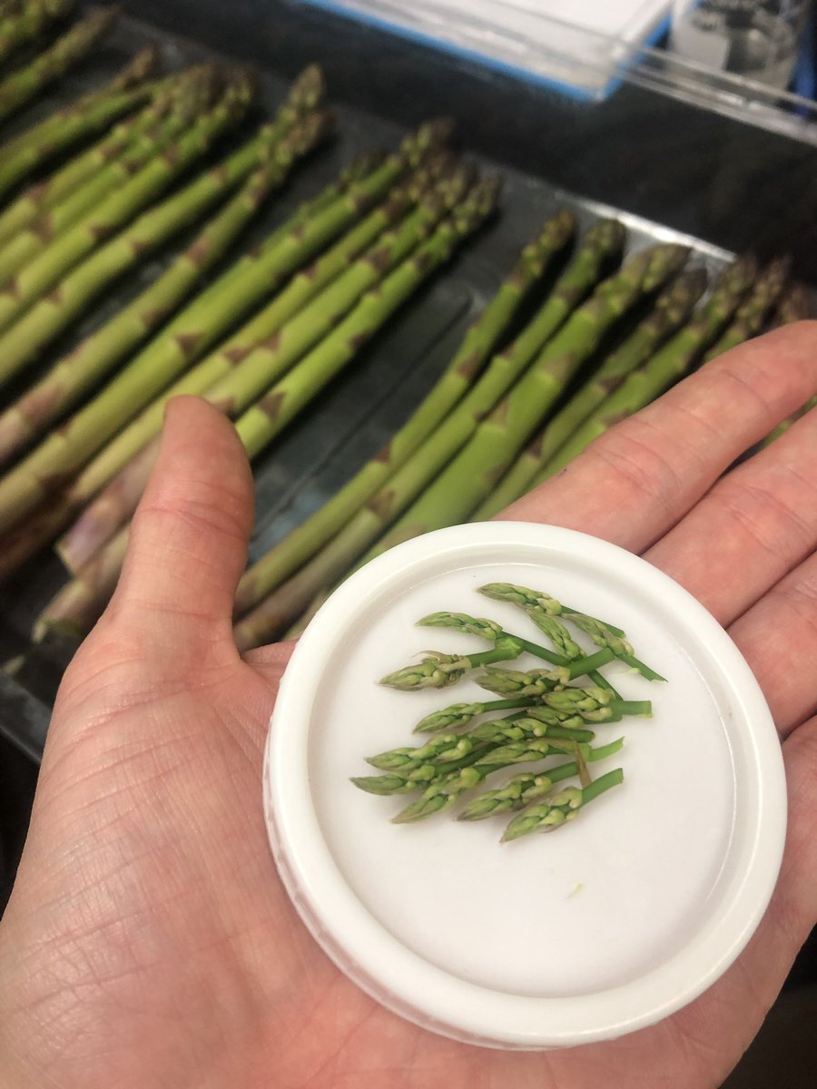 SaraMStricker's tweet photo. On this episode of #TinyScience... I bring you MINI ASPARAGUS!
My colleague is working on Purple Spot of Asparagus, and testing different cultivars for resistance to Stemphylium vesicarium
#TinyTwitter #Asparagus #PlantPathology #PlantScience https://t.co/h2wwkXQLZg