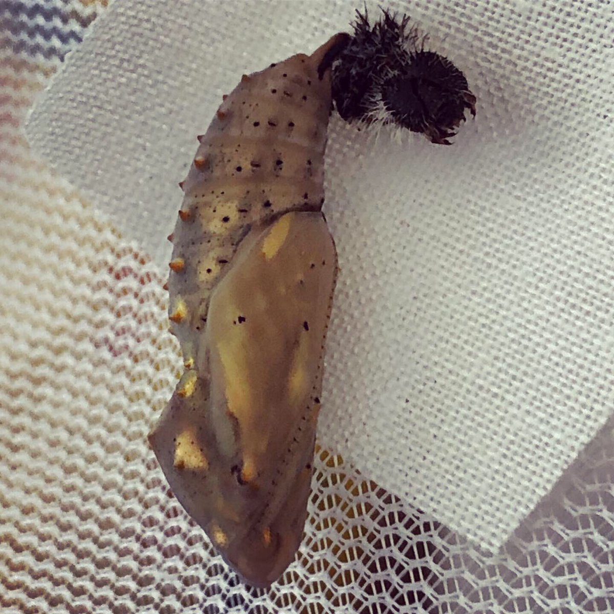 3rdGradewithMsG's tweet photo. Weโre totally fascinated by these chrysalisโ! Hoping they emerge tomorrow or wait until next week so we can watch. ๐๐๐ฆ #lifescience #pleasewaitforus https://t.co/LSY7zZ1yOl