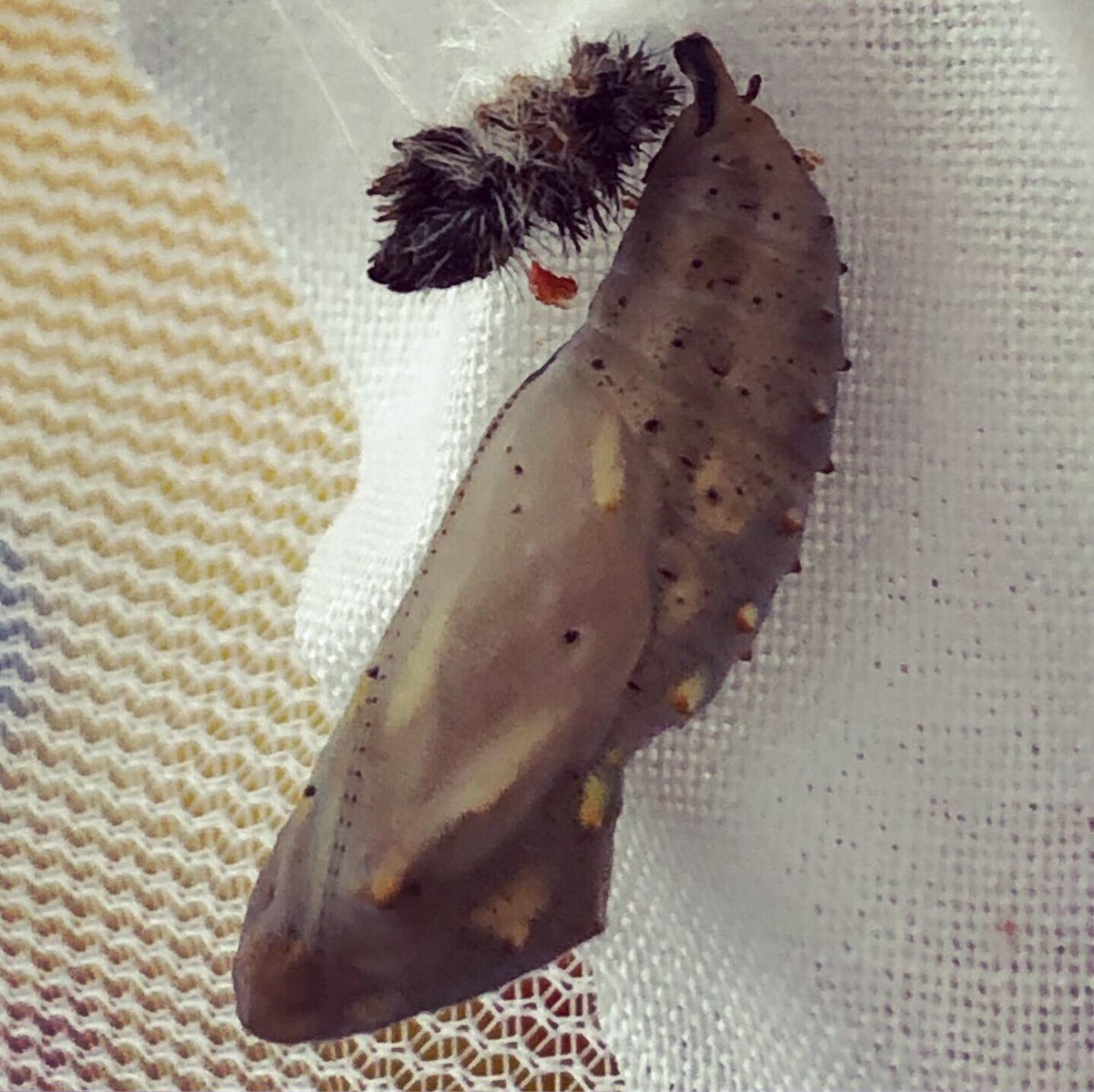 3rdGradewithMsG's tweet photo. Weโre totally fascinated by these chrysalisโ! Hoping they emerge tomorrow or wait until next week so we can watch. ๐๐๐ฆ #lifescience #pleasewaitforus https://t.co/LSY7zZ1yOl