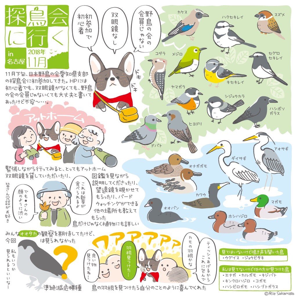 今日から愛鳥週間、バードウィークです。
過去絵ですが、野鳥とコーギーのイラストです??
まずは日本野鳥の会の探鳥会に参加してきた時の体験レポ。花粉と寒さでこもってたけど、暖かくなってきたのでまた参加したい?
#コーギー #イラスト #バードウォッチング #野鳥 #体験レポ #愛鳥週間 