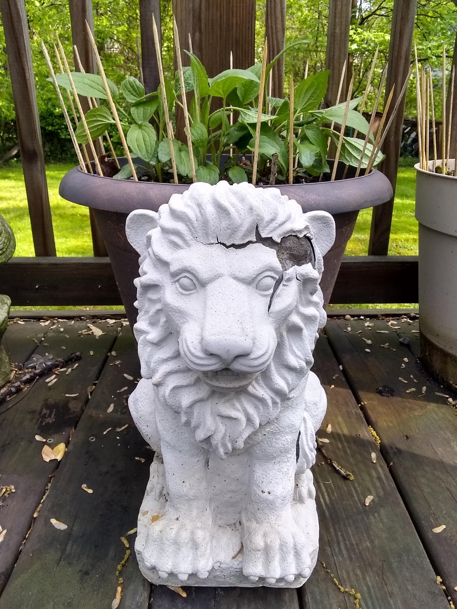 TFW you snag a #lionstatue for your thrifted #sculpturegarden from a neighbor’s #bulkpickup. #ThriftyThursday #ThursdayThoughts #lions #lionsculpture #gardenornaments #tchotchkes 🦁