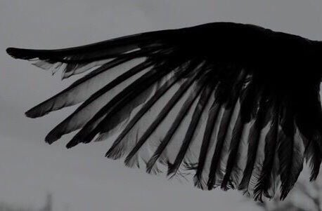 ᴀ ɴ ɢ ᴇ ʟ

⎧                                          ⎫
        ~ ᴏᴄ                         
        ~ ᴀɴʏʀᴘ
        ~ sᴇʀɪᴏᴜs/ᴄʀᴀᴄᴋ    
        ~ ᴅᴍ ᴛᴏ ʀᴘ
        ~ ᴛʀɪɢɢᴇʀ ᴡᴀʀɴɪɴɢ
⎩                                          ⎭

 ♡+↻ 
ιт'ѕ #вυggтeeтн!