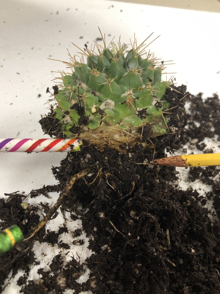 FochtMrs's tweet photo. Exploring plants 🌱 and why they are different. Writing ✍️ down wonderings to explore! #inquiry #funin3rdgrade @Boyer_Elem_PISD @ProsperTMTurner @lerinmcwilliams https://t.co/rYDq6mWDWR