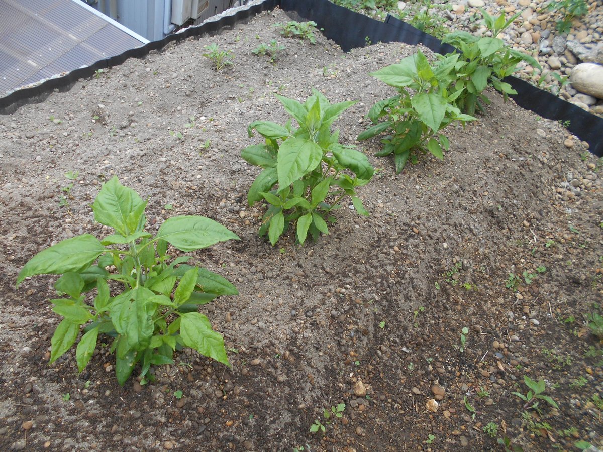 うさ 5 18 石垣上菊芋が大きくなってきたので 支柱を立ててあげました 今はまだとりあえずの低い支柱 ですが もっと大きくなったら背の高い支柱に変えて 周りを紐か何かで囲む予定にしています 菊芋の脇には野良ジャガイモを植えています 追肥はしませ