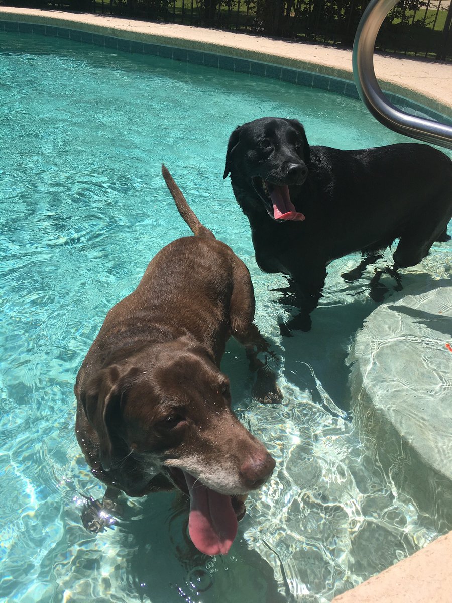 LuisGarzam89's tweet photo. Brandy would have been 11 years old today...don’t know who misses her more...Hallie or me 😢 #RIPBrandy https://t.co/iifejV17iZ