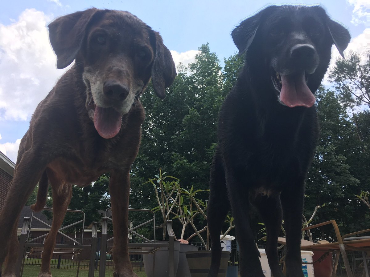 LuisGarzam89's tweet photo. Brandy would have been 11 years old today...don’t know who misses her more...Hallie or me 😢 #RIPBrandy https://t.co/iifejV17iZ