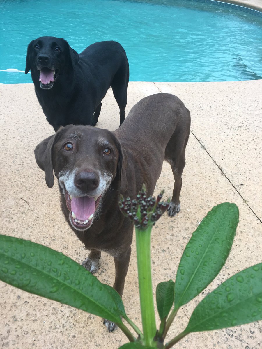 LuisGarzam89's tweet photo. Brandy would have been 11 years old today...don’t know who misses her more...Hallie or me 😢 #RIPBrandy https://t.co/iifejV17iZ