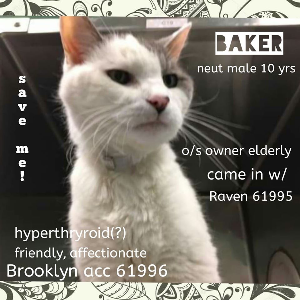 RT
TO BE KILLED 5/11/19
facebook.com/mlcsavingnycca…