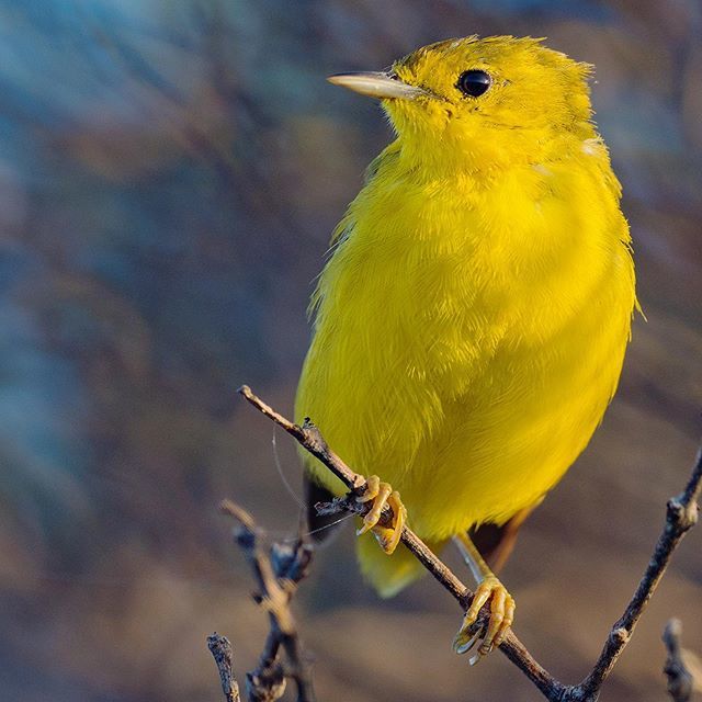 zapapics's tweet photo. The yellow warblers from Galapagos are about to be recognized by endemic species form the islands. Fernandina island. Galapagos #allmightybirds #bb_of_ig #birdextreme #birdfreaks #bestbirdshots #nuts_about_birds #sassy_birds #bird_brilliance #pocket_bird… https://t.co/iu2uMSHnlF https://t.co/PdTt3lQBxg