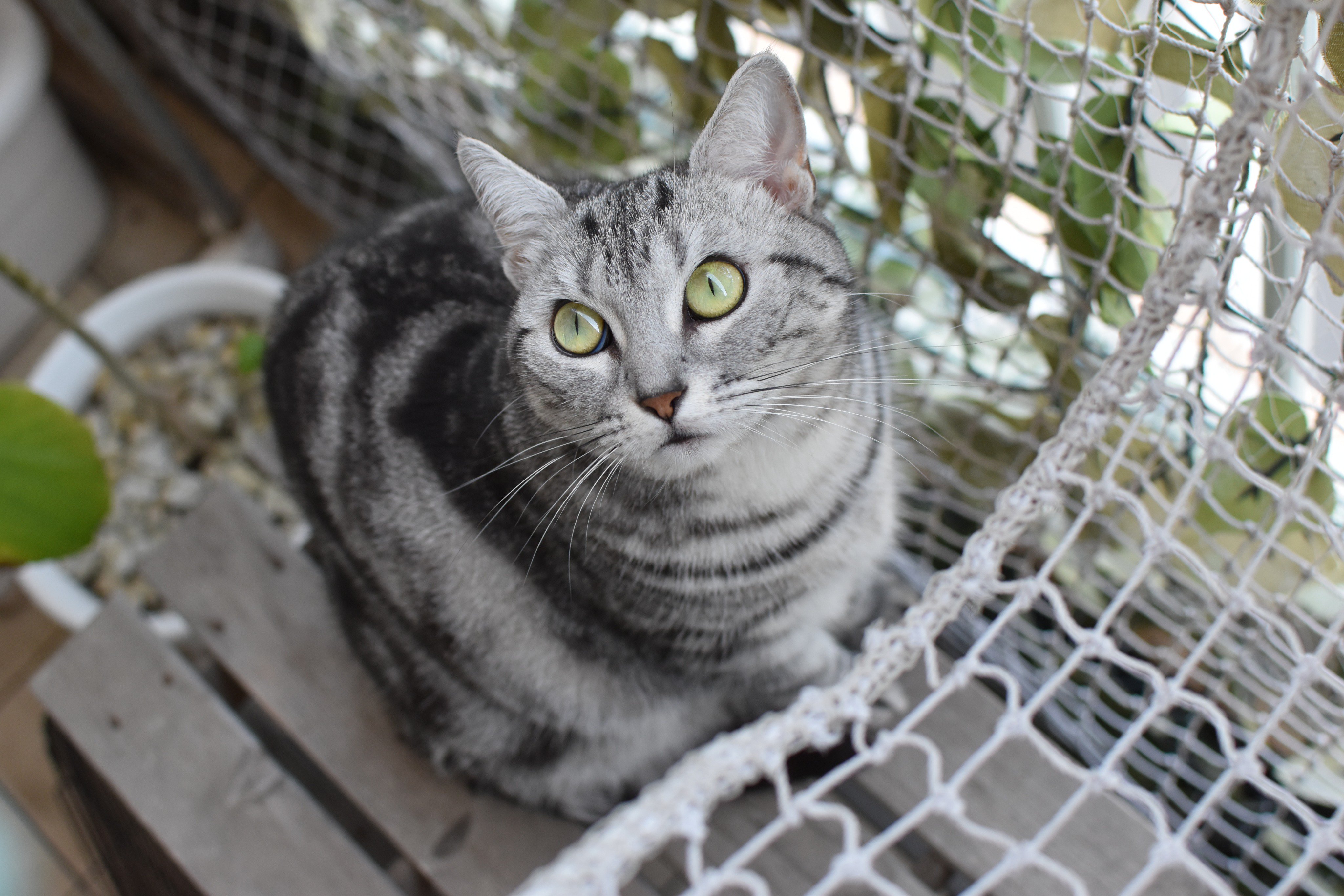猫A 画像1 ＋ 8 画像19おまけ！　最終値下げしました！ ねこあお on X: 