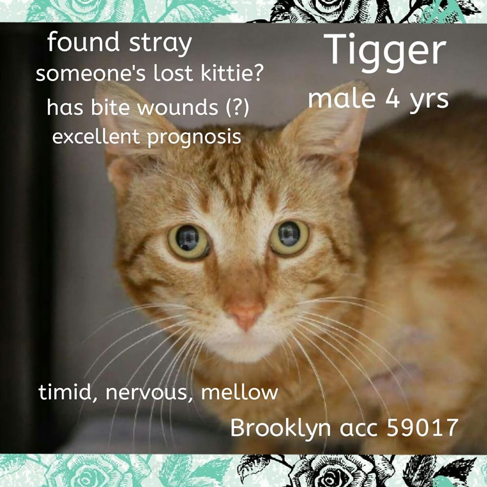 RT
TO BE KILLED 5/11/19
facebook.com/mlcsavingnycca…