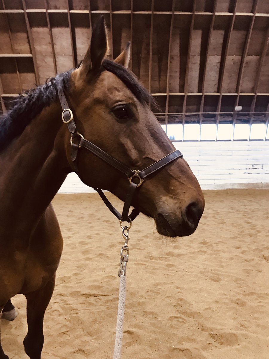 MGstablesWpg's tweet photo. Still haven’t registered for Summer Camp 2019? Act soon as spots are filling up fast! Visit https://t.co/5s3D7p2GAq or email info@meadowgreen.com for registration forms. 🌞🌸

#SummerCamp #Winnipegcamp #Summer #HorseCamp #Horsebackriding #KidsActivities https://t.co/AtvbAMqM2c