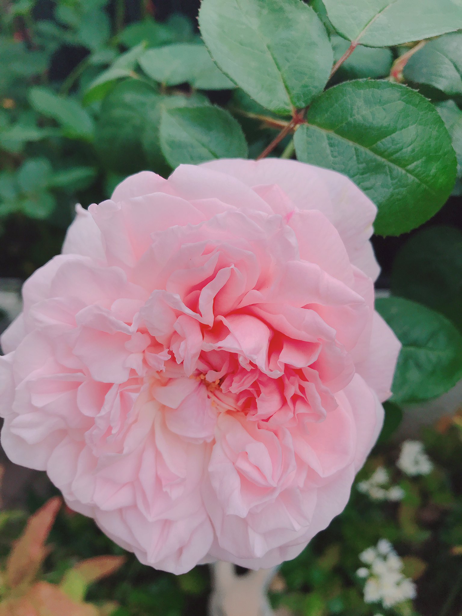 Oishiart おはようございます 薔薇がとってもキレイ プリンセスマサコ という品種です バラ 薔薇 プリンセスマサコ T Co S5wlg2lfxf Twitter