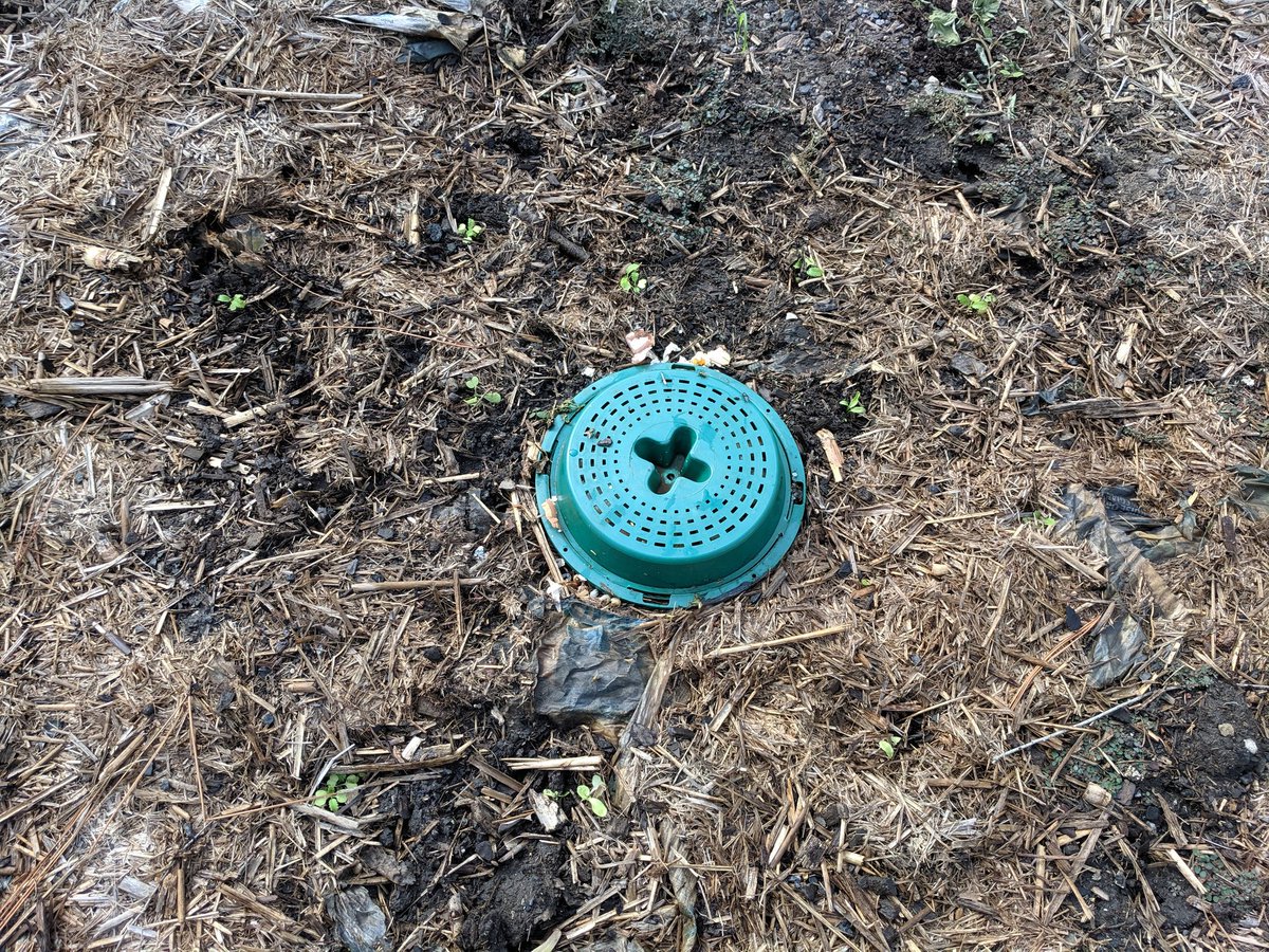WeAreBrisbane's tweet photo. Good Fri morning...just plants veggie seedlings around the #compot... going to document their growth journey till harvest... I will not be adding any additional fertilizer...for this trial. Follow my personal account @HendrikaKwan if you like to see the progress. https://t.co/LzD421uXB8