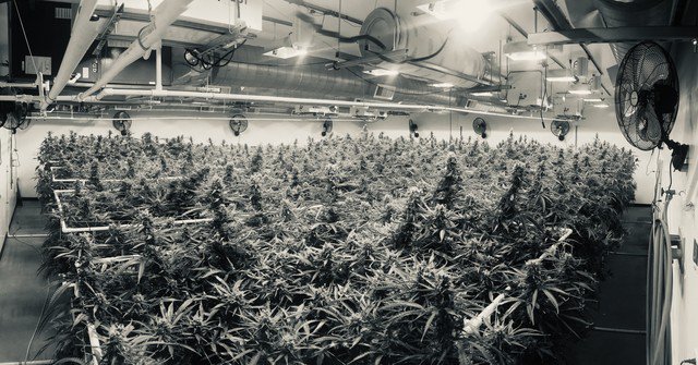 sunlight_ridge's tweet photo. Smells GOOD in here 🤤😋

#sunlightridge #oregongrowers #maryjane #portlandweed #madeinoregon #oregonbud #weedstagram #weedstagram420 #instahigh #weed #trichromes #terpenes  #cannabiscommunity #pdxweed #oregoncannabis https://t.co/gg1q5Ofyyp
