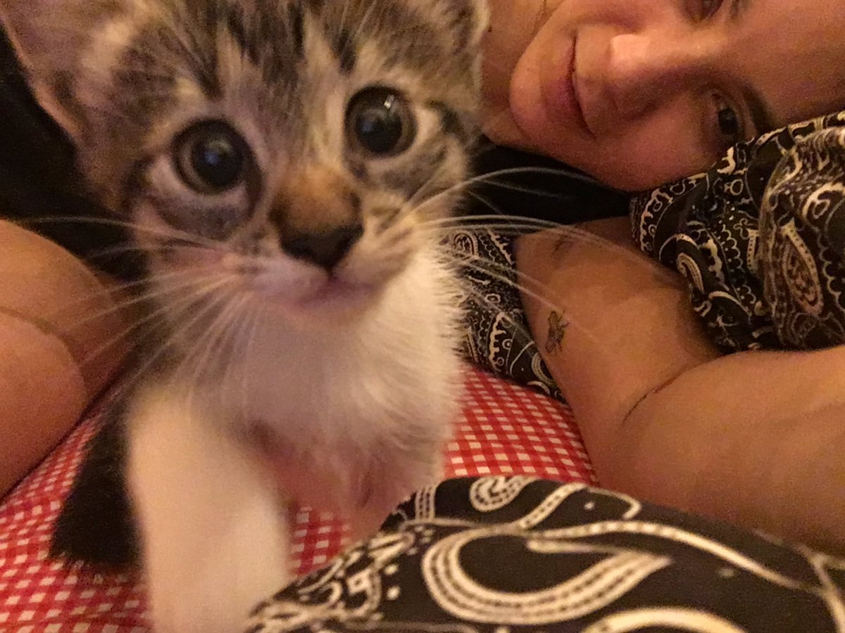 patironcha's tweet photo. Desde ayer soy madre (primeriza gatuna) de #MikeGato y antes no me gustaban los gatos, así que nose nada de ellos.. tirenme tips amigues 🙂
Gracias! https://t.co/KZdJTRcefa